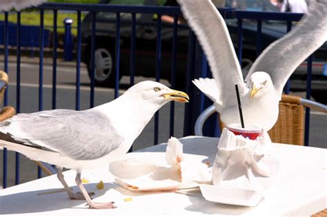 seagull inland resort|Why are there so many seagulls inland, far away from the.